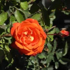 Super Trouper Floribunda Rose (Rosa Super Trouper) 1